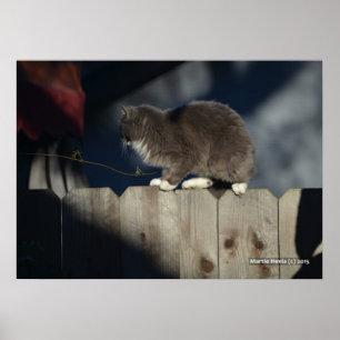 Cat on Fence (19) Poster