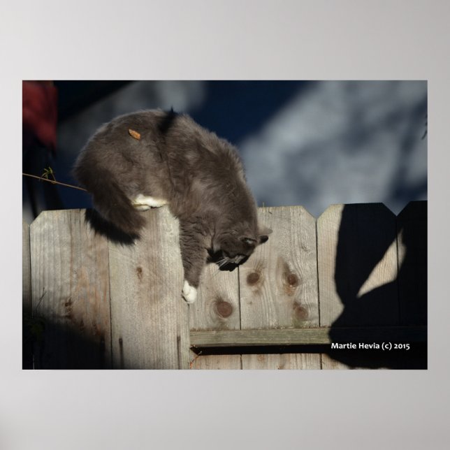 Cat on Fence (5) Poster (Front)