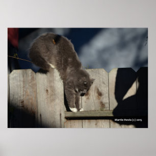 Cat on Fence (6) Poster