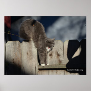 Cat on Fence (7) Poster