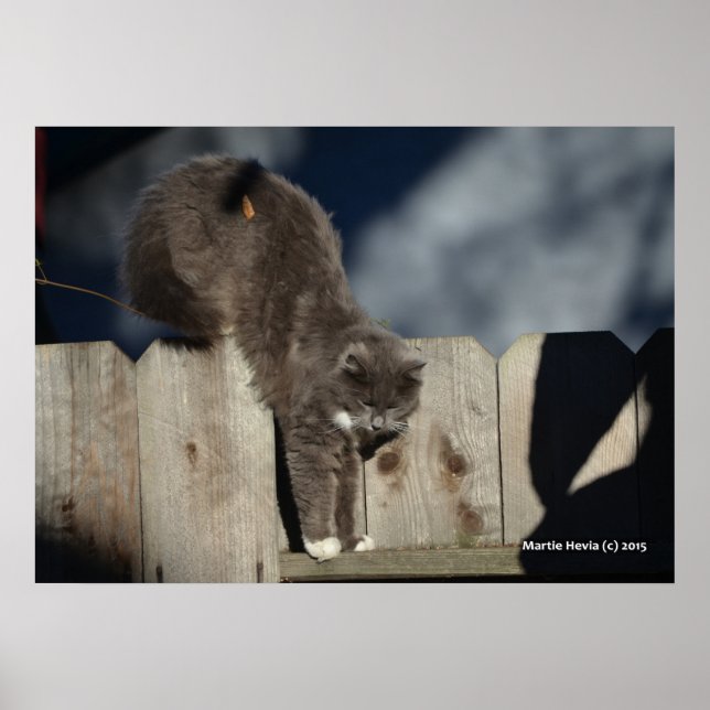 Cat on Fence (8) Poster (Front)