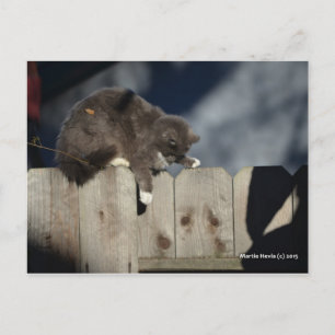 Cat on Fence (9) Postcard