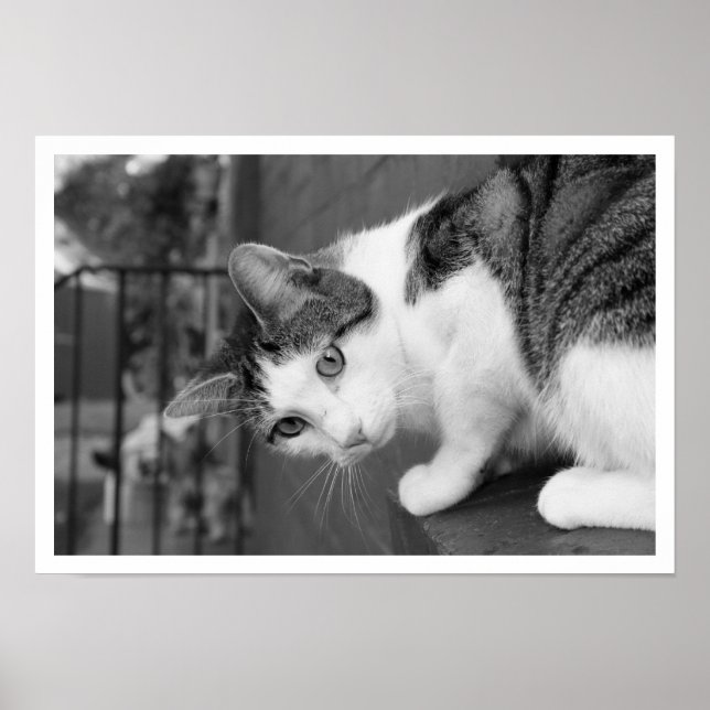 Cat  on Ledge Watching Bird Poster (Front)