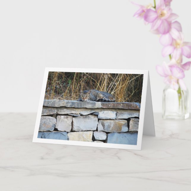 Cat on Rock Wall Card (Orchid)