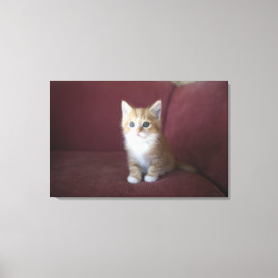 Cat on sofa canvas print
