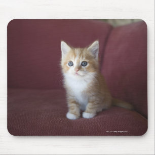 Cat on sofa mouse pad