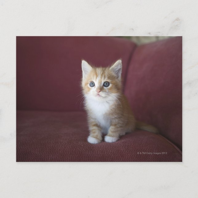 Cat on sofa postcard (Front)