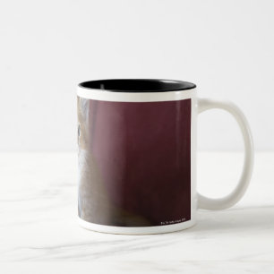 Cat on sofa Two-Tone coffee mug