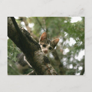 Cat on the tree postcard