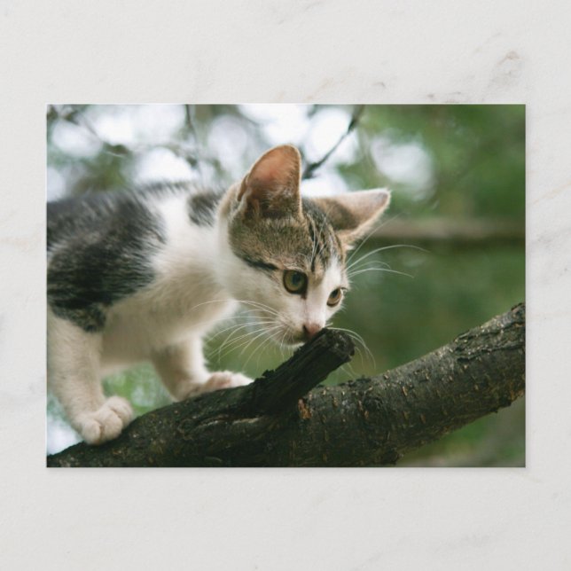Cat on the tree v2 postcard (Front)