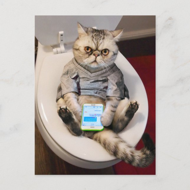 Cat on Toilet Invitation Postcard (Front)