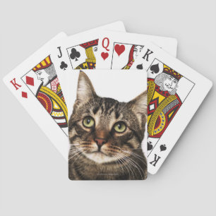 Cat on white background 2 playing cards
