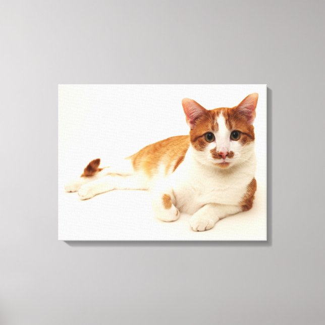 Cat on white background canvas print (Front)