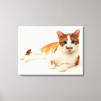 Cat on white background canvas print
