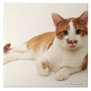 Cat on white background tile