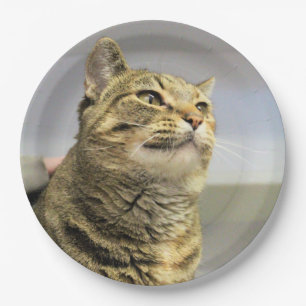 Cat paper plate