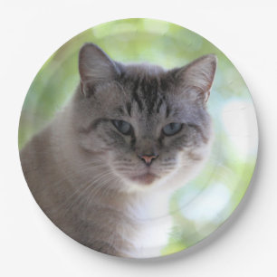 Cat  paper plate