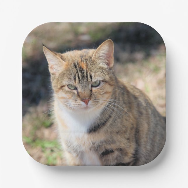 Cat Paper Plate (Front)