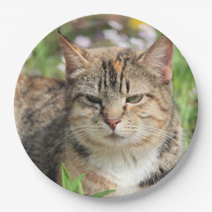 Cat Paper Plate