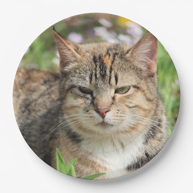 Cat Paper Plate (Front)