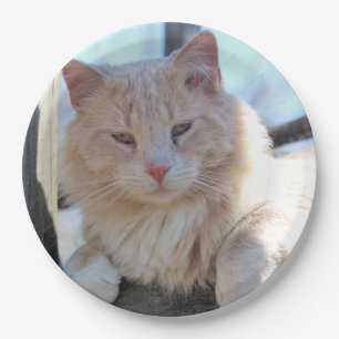 Cat Paper Plate