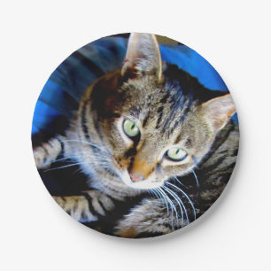Cat Paper Plates