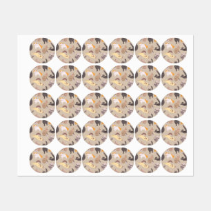 Cat pattern