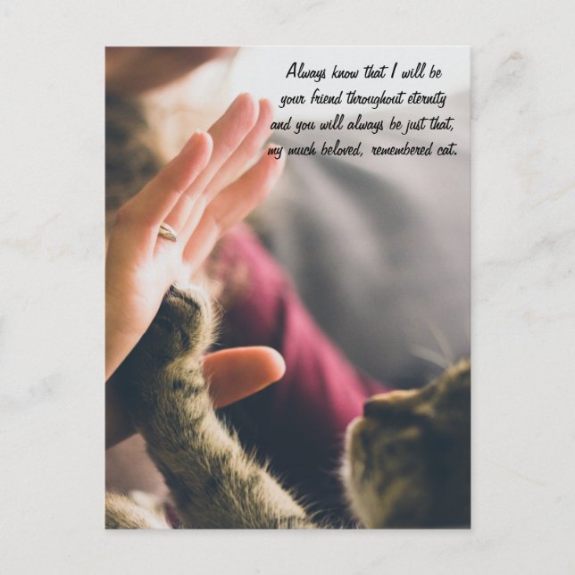 Cat Paw High-five Postcard (Front)