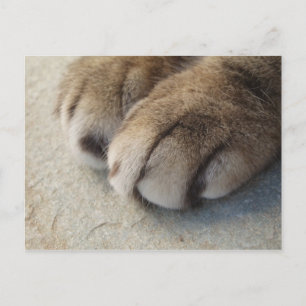 Cat Paws Postcard
