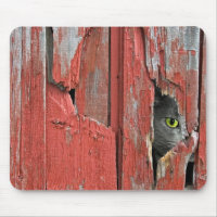Cat Peeking Out of Barn Wood