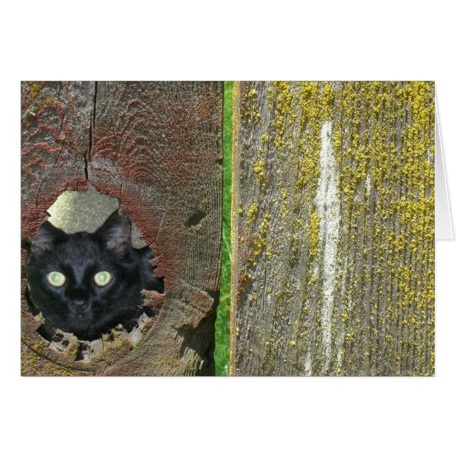Cat peeking through fence (Front Horizontal)