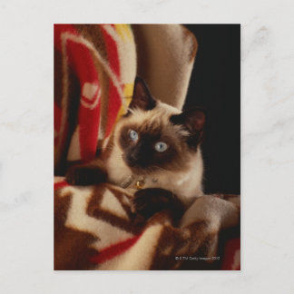 Cat peeking through quilt postcard