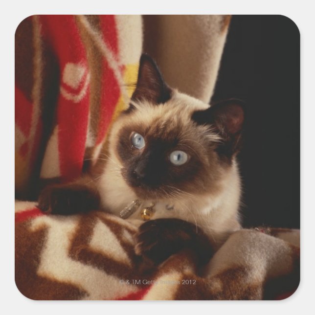 Cat peeking through quilt square sticker (Front)