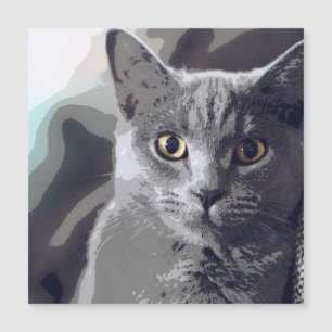 Cat, Pet, Animal