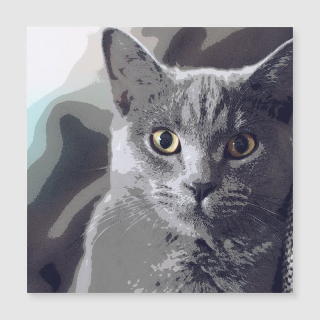 Cat, Pet, Animal (Front)
