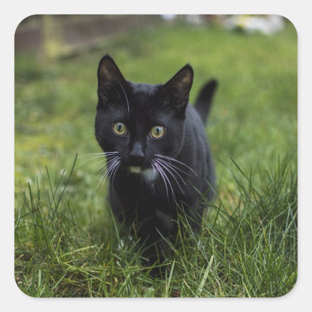 Cat, Pet, Feline Square Sticker (Front)