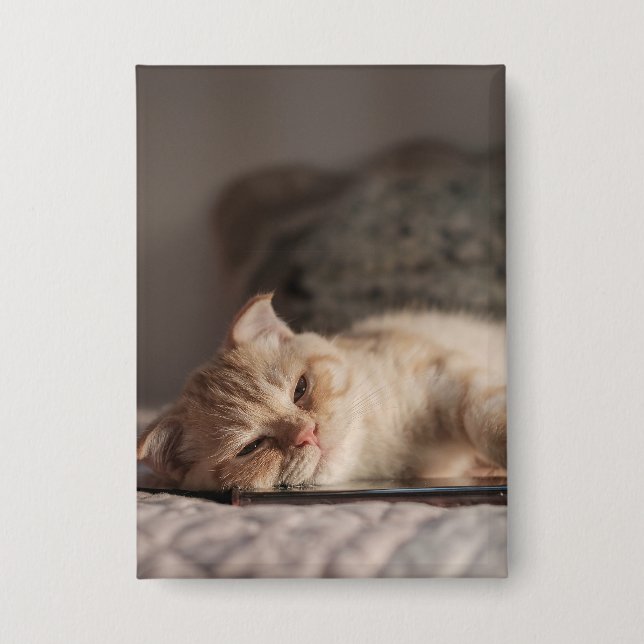 Cat, Pet, Kitten (Front)
