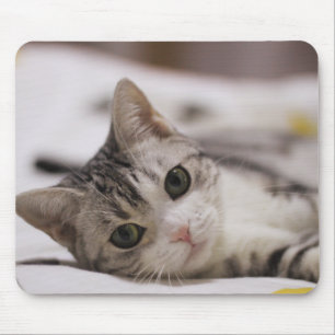 Cat, Pet, Nature Mouse Pad