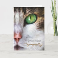 Cat Pet Sympathy Tabby Face Tender Message