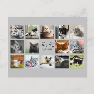Cat Photo Collage with Paw Prints Postcard