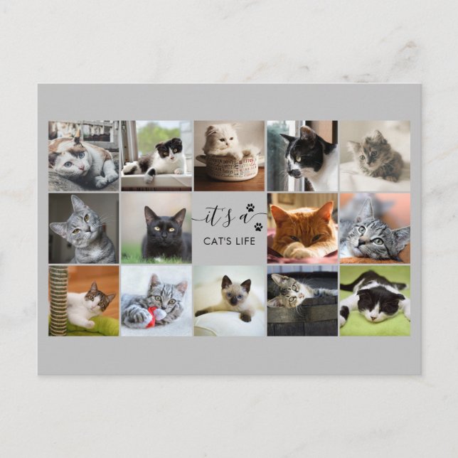 Cat Photo Collage with Paw Prints   Postcard (Front)