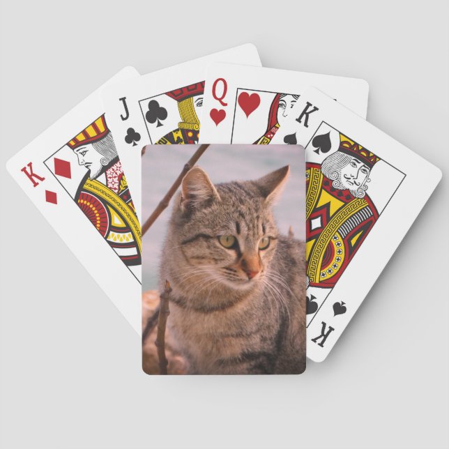 Cat photo   playing cards (Back)
