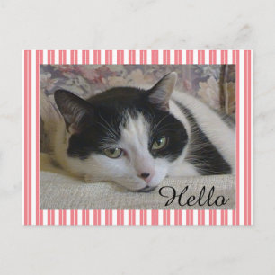Cat Photo Postcard