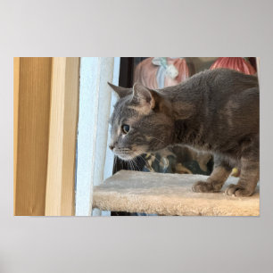 Cat Photo Poster