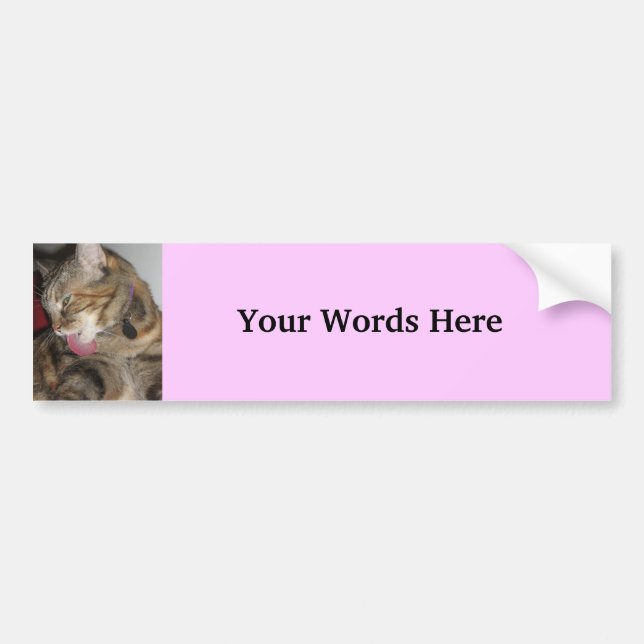 Cat photograph bumper sticker (Front)