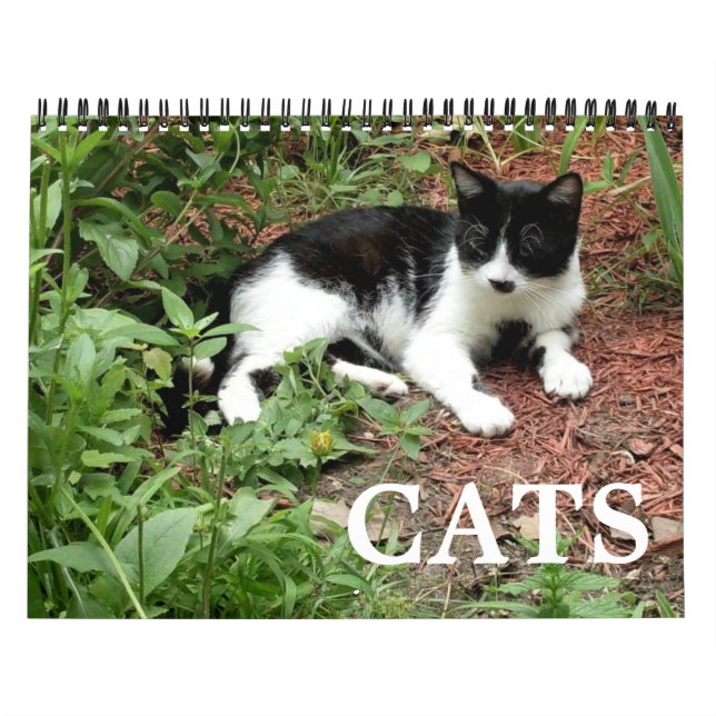 Cat Photographs  Calendar (Cover)