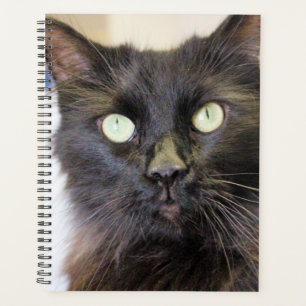 Cat planner