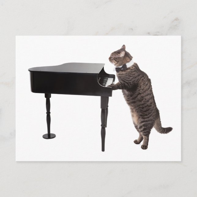 Cat Playing Piano Postcard (Front)