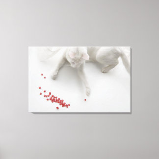 Cat playing with heart shaped candy canvas print