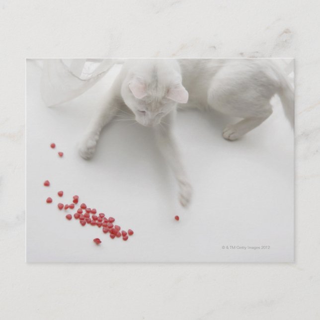 Cat playing with heart shaped candy postcard (Front)